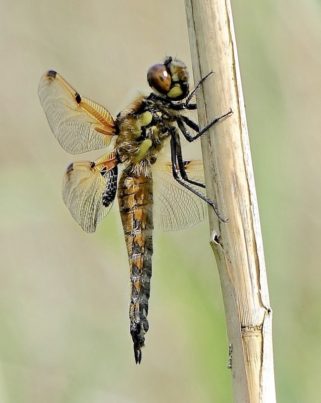 four-spotted chaser